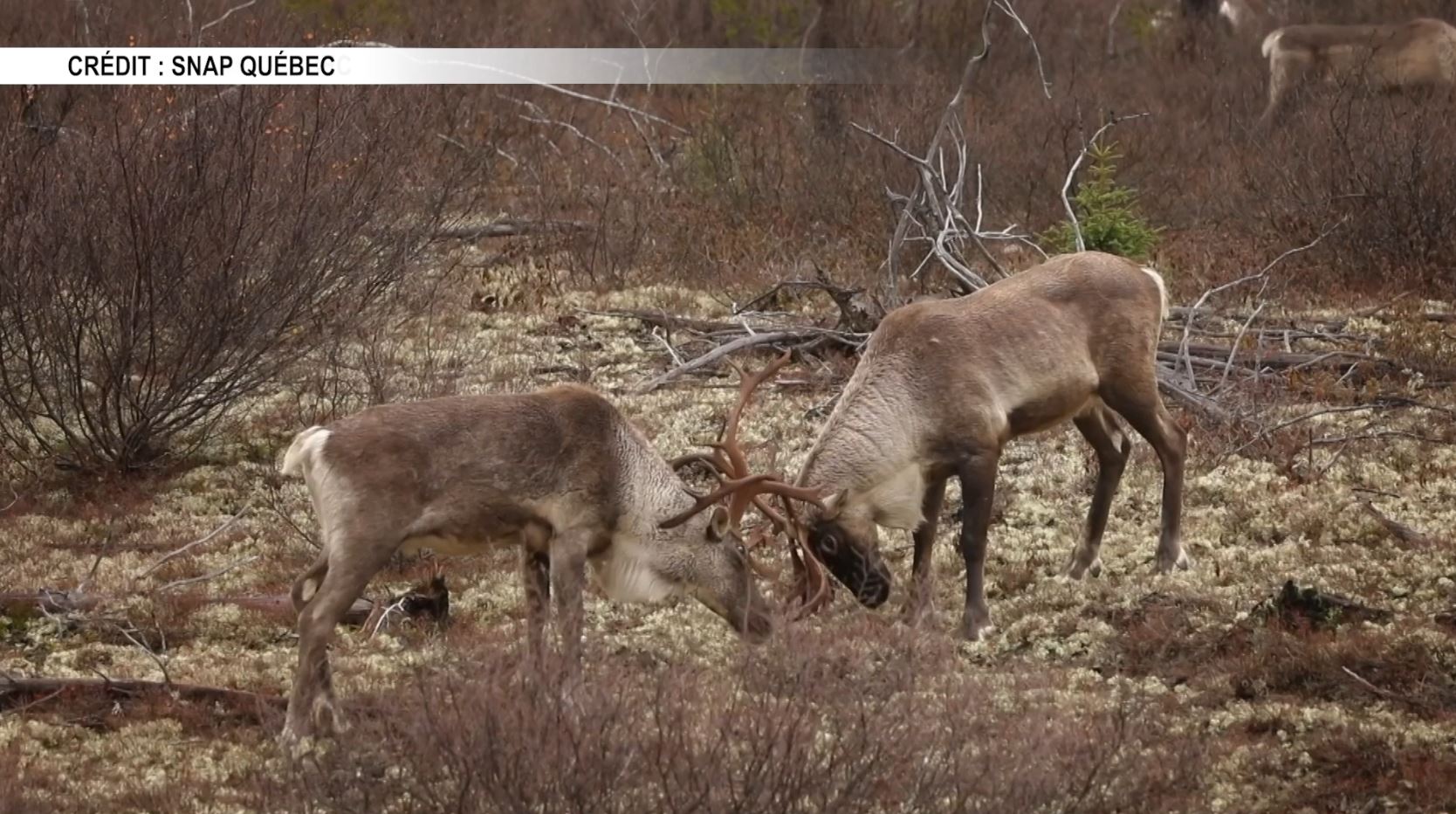 Protection du caribou : « La posture du fédéral est inacceptable ...